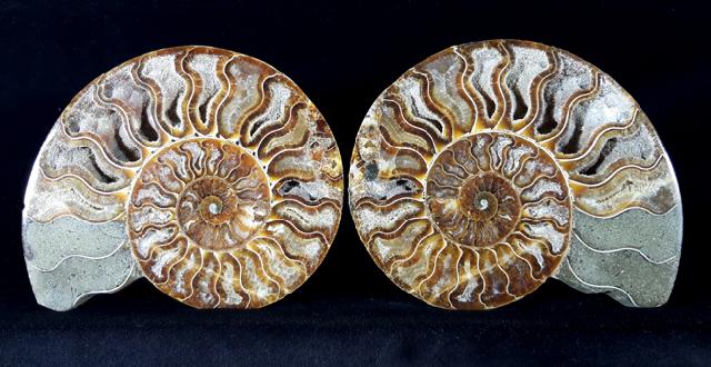 Cleoniceras (Grycia) besairiei COLLIGNON 1949 - Bild © FossNet FossilienStore